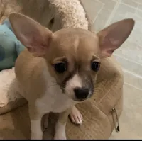 Sierra, a female Chihuahua for sale in Terrell, TX – 6 of 6