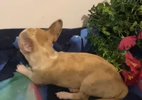 Melody, a female Chihuahua for sale in Terrell, TX – 5 of 9