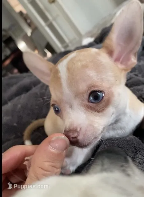 Corey – Chihuahua puppy for sale in Terrell, TX