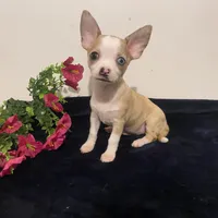 Melody, a female Chihuahua for sale in Terrell, TX – 9 of 9