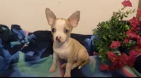 Melody, a female Chihuahua for sale in Terrell, TX – 4 of 9
