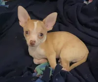 Corey, a male Chihuahua for sale in Terrell, TX – 3 of 10