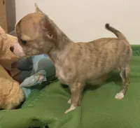 Cookie, a female Chihuahua for sale in Terrell, TX – 6 of 10
