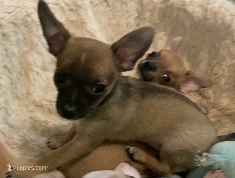 Rocky – Chihuahua puppy for sale in Terrell, TX