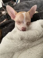 Corey, a male Chihuahua for sale in Terrell, TX – 8 of 10