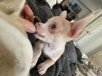 Corey, a male Chihuahua for sale in Terrell, TX – 5 of 10