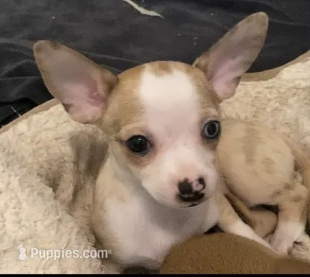 Melody – Chihuahua puppy for sale in Terrell, TX