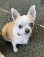 Cookie, a female Chihuahua for sale in Terrell, TX – 9 of 10