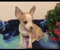 Melody, a female Chihuahua for sale in Terrell, TX – 6 of 9