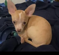 Corey, a male Chihuahua for sale in Terrell, TX – 4 of 10