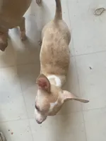 Corey, a male Chihuahua for sale in Terrell, TX – 9 of 10
