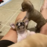 Cookie, a female Chihuahua for sale in Terrell, TX – 7 of 10