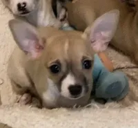Sierra, a female Chihuahua for sale in Terrell, TX – 1 of 6
