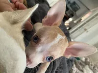 Corey, a male Chihuahua for sale in Terrell, TX – 7 of 10