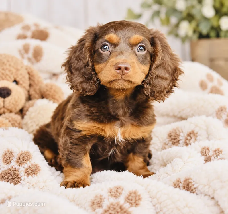 Snickers  – Miniature Dachshund puppy for sale in Trumbull, CT