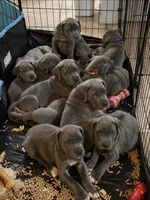 Asko-Green collar, a male Great Dane for sale in Daingerfield, TX – 2 of 3