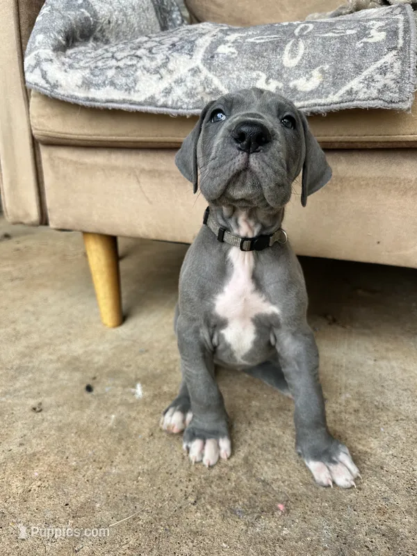 Bianca-Gray collar – Great Dane puppy for sale in Daingerfield, TX