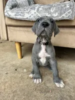 Bianca-Gray collar, a female Great Dane for sale in Daingerfield, TX – 1 of 3