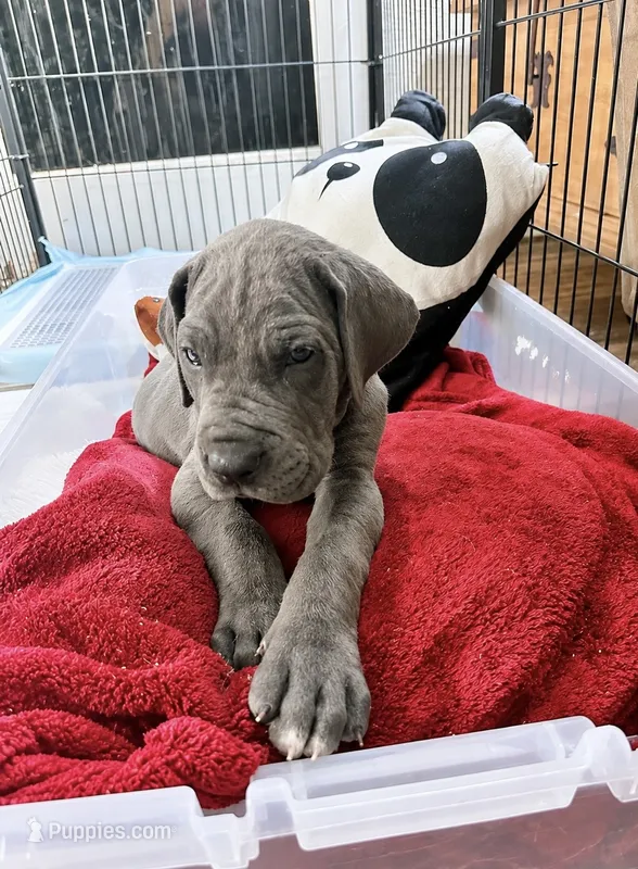 Asko-Green collar – Great Dane puppy for sale in Daingerfield, TX