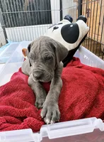 Asko-Green collar, a male Great Dane for sale in Daingerfield, TX – 1 of 3
