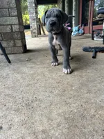 Bianca-Gray collar, a female Great Dane for sale in Daingerfield, TX – 3 of 3