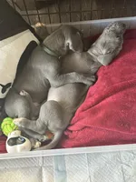 Asko-Green collar, a male Great Dane for sale in Daingerfield, TX – 3 of 3