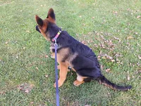 Isis, a female German Shepherd Dog for sale in Kiel, WI – Photo 5 of 6