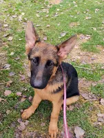 Isis, a female German Shepherd Dog for sale in Kiel, WI – Photo 2 of 6