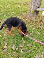 Isis, a female German Shepherd Dog for sale in Kiel, WI – Photo 3 of 6