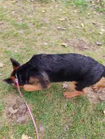 Isis, a female German Shepherd Dog for sale in Kiel, WI – Photo 4 of 6