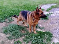 Luna, a  German Shepherd Dog for sale in Kiel, WI – Photo 2 of 2