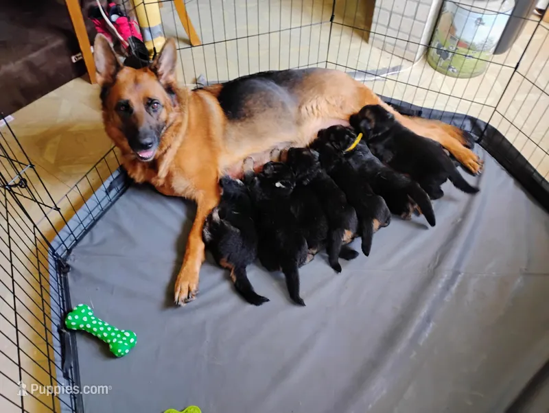 Luna – German Shepherd Dog puppy for sale in Kiel, WI