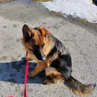 Xena Bee, a female German Shepherd Dog for sale in Kiel, WI – Photo 4 of 10