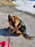 Xena Bee, a female German Shepherd Dog for sale in Kiel, WI – Photo 4 of 10