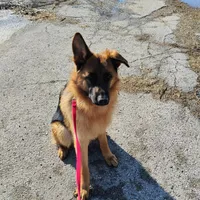 Xena Bee, a female German Shepherd Dog for sale in Kiel, WI – Photo 10 of 10