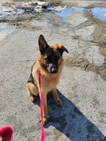 Xena Bee, a female German Shepherd Dog for sale in Kiel, WI – Photo 10 of 10