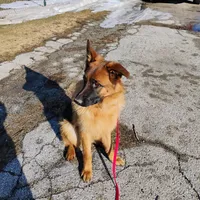 Xena Bee, a female German Shepherd Dog for sale in Kiel, WI – Photo 2 of 10