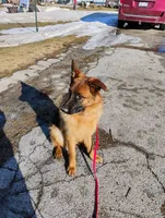 Xena Bee, a female German Shepherd Dog for sale in Kiel, WI – Photo 2 of 10