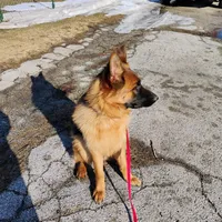 Xena Bee, a female German Shepherd Dog for sale in Kiel, WI – Photo 3 of 10