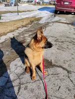 Xena Bee, a female German Shepherd Dog for sale in Kiel, WI – Photo 3 of 10