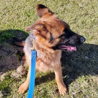 Xena Bee, a female German Shepherd Dog for sale in Kiel, WI – Photo 6 of 10