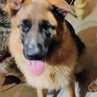 Xena Bee, a female German Shepherd Dog for sale in Kiel, WI – Photo 1 of 10