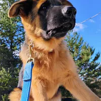 Xena Bee, a female German Shepherd Dog for sale in Kiel, WI – Photo 9 of 10