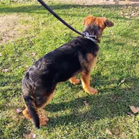 Xena Bee, a female German Shepherd Dog for sale in Kiel, WI – Photo 7 of 10