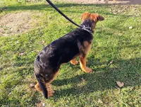 Xena Bee, a female German Shepherd Dog for sale in Kiel, WI – Photo 7 of 10