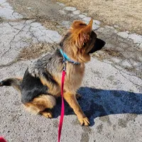 Xena Bee, a female German Shepherd Dog for sale in Kiel, WI – Photo 5 of 10