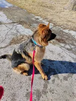 Xena Bee, a female German Shepherd Dog for sale in Kiel, WI – Photo 5 of 10