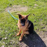 Xena Bee, a female German Shepherd Dog for sale in Kiel, WI – Photo 8 of 10
