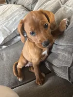 2 Paws, a female Cavapoo and Chihuahua for sale in Bedford, TX – 5 of 5