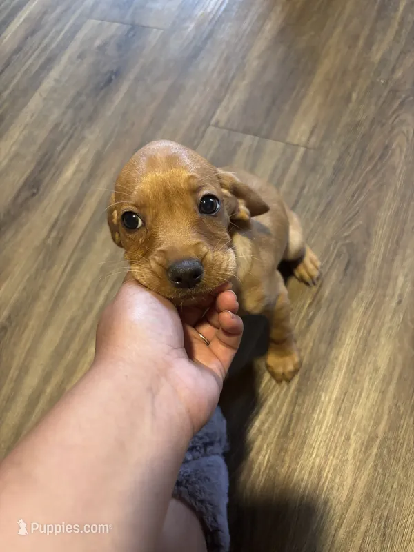Rosa – Cavapoo, Chihuahua puppy for sale in Bedford, TX